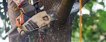 Best Arborist Consultation Services  in Sheridan, CA